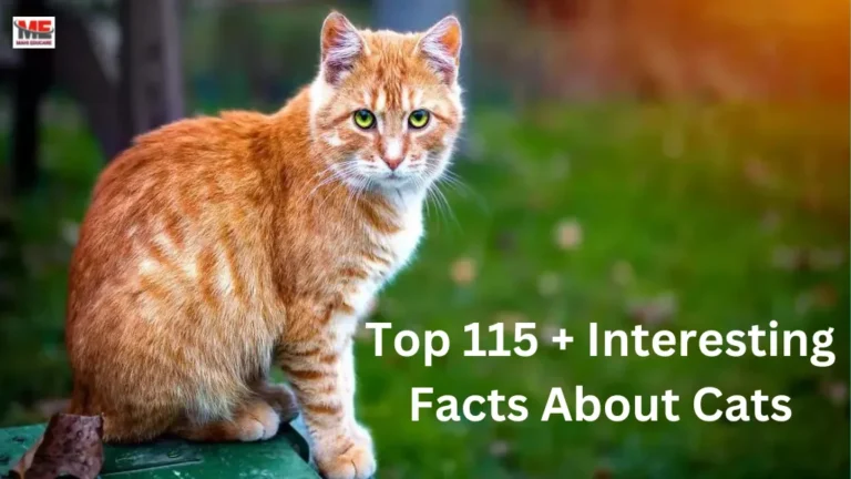 Interesting Facts About Cats