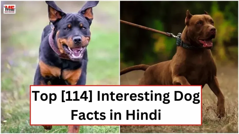 Dog Facts in Hindi